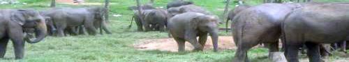 elephant4.jpg Sri Lanka travel and tours